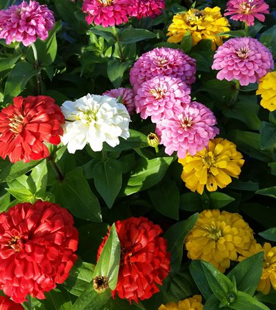 Zinnia Magellan Mix